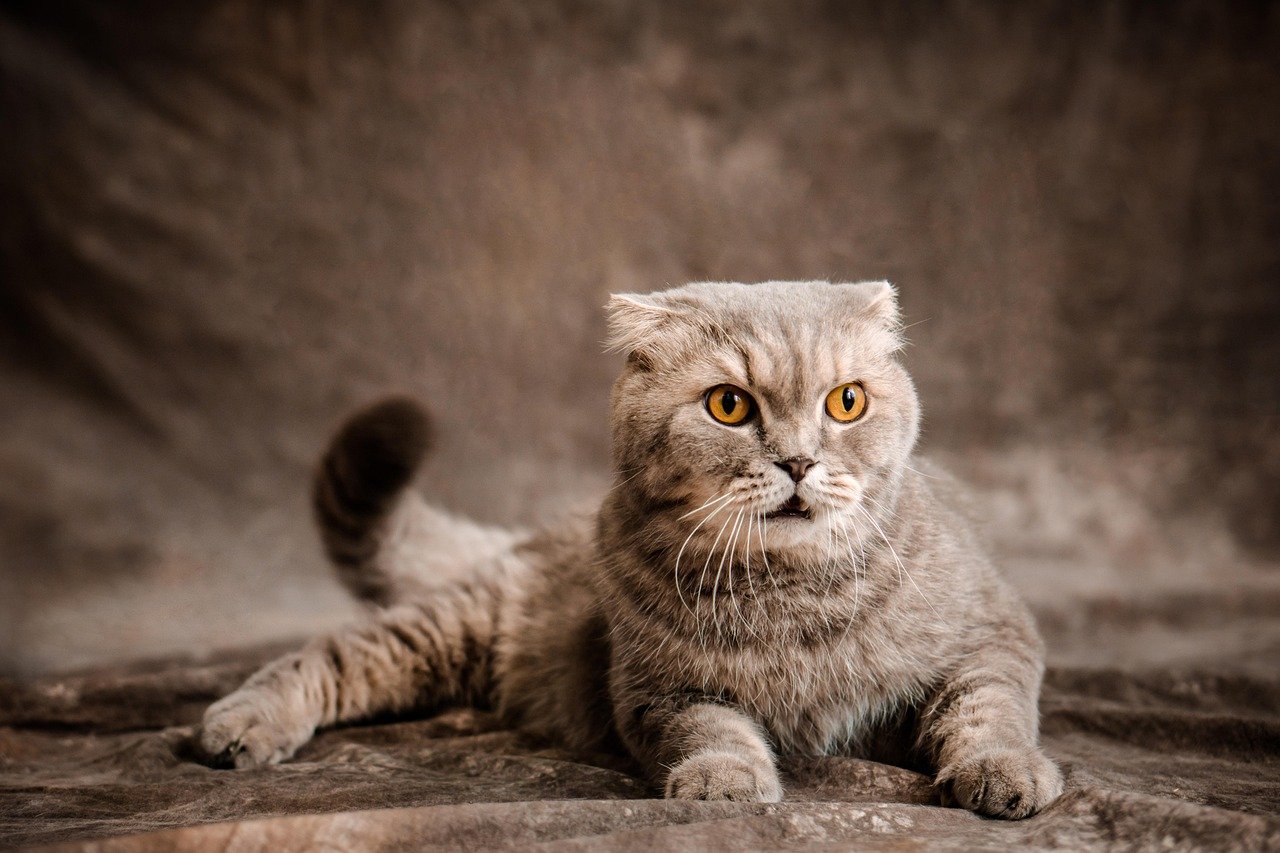 Scottish Fold: The Sweet Shadows (image credits: pixabay)