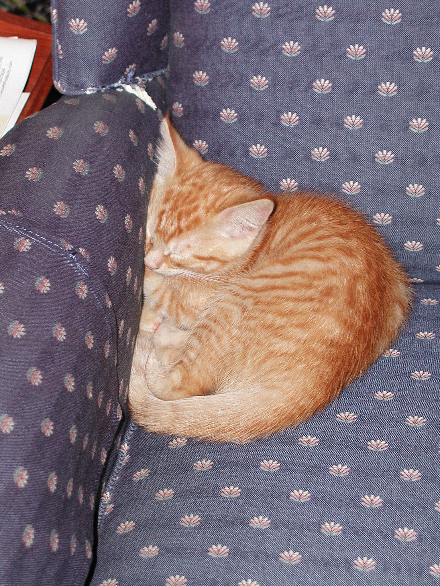 Cats as Empathetic Companions (image credits: wikimedia)
