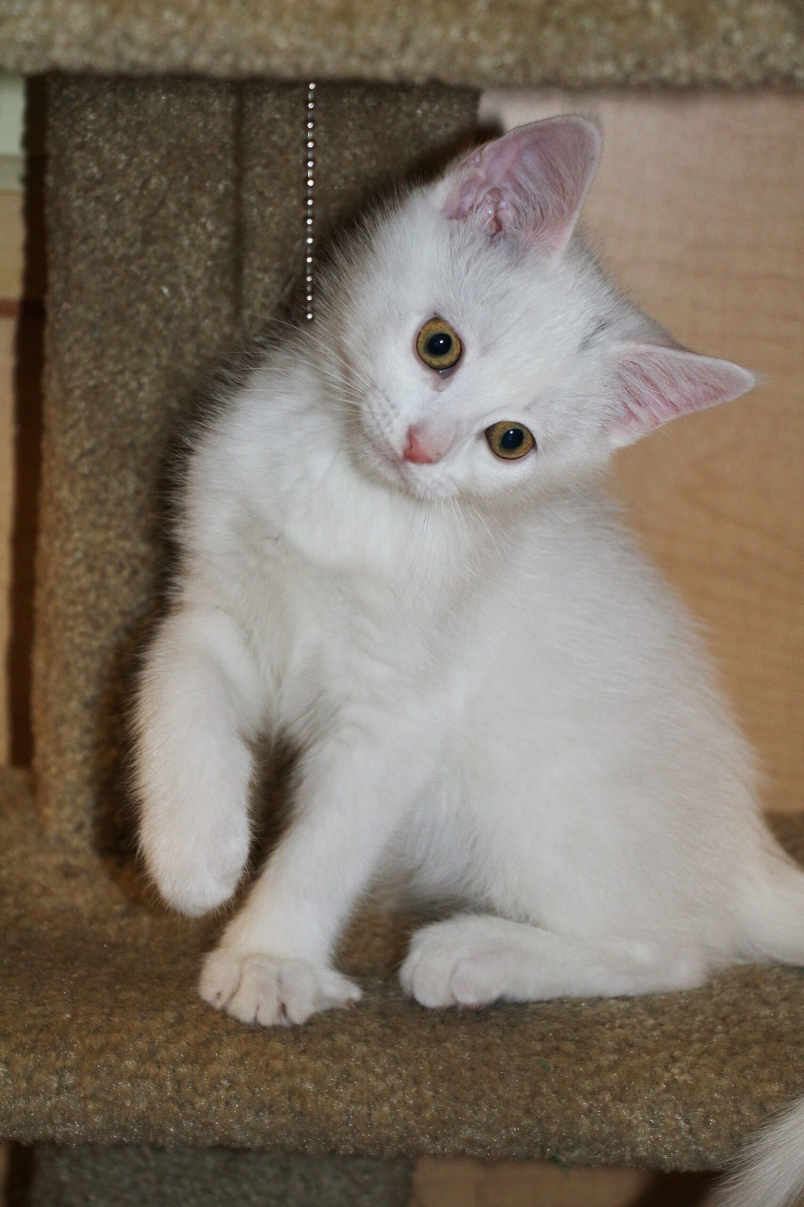 Adopting Cats for Emotional Well-Being (image credits: wikimedia)