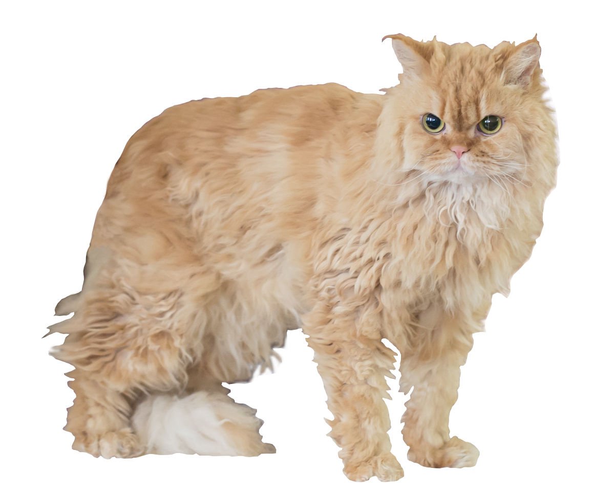Selkirk Rex: The Curly-Coated Comforter (image credits: wikimedia)