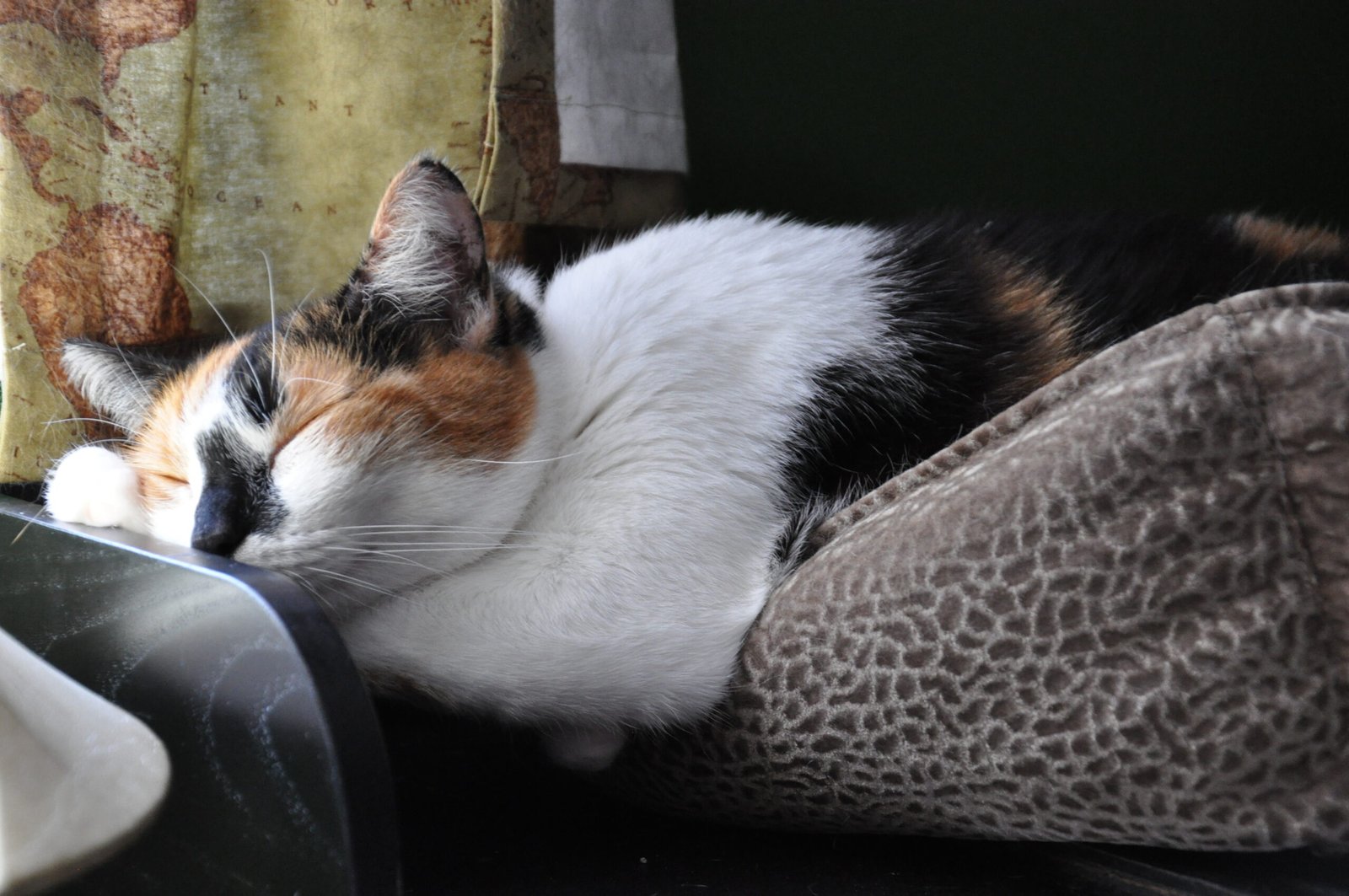 American Shorthair: The Easygoing Friend (image credits: wikimedia)