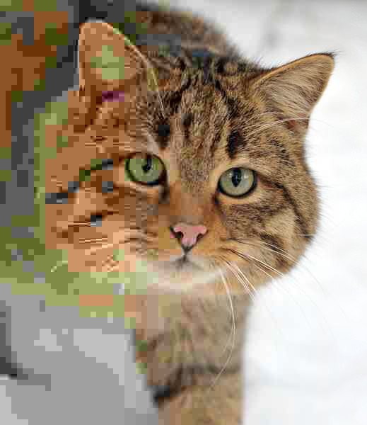 Introducing Changes Gradually (image credits: wikimedia)