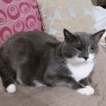 How to Handle a Cat That Bonds Deeply But Shows It Quietly