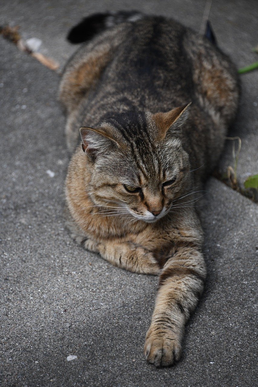 The Surprise Pounce: How Do You React? (image credits: pixabay)