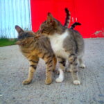 9 Times Your Cat Tested You Before Trusting You