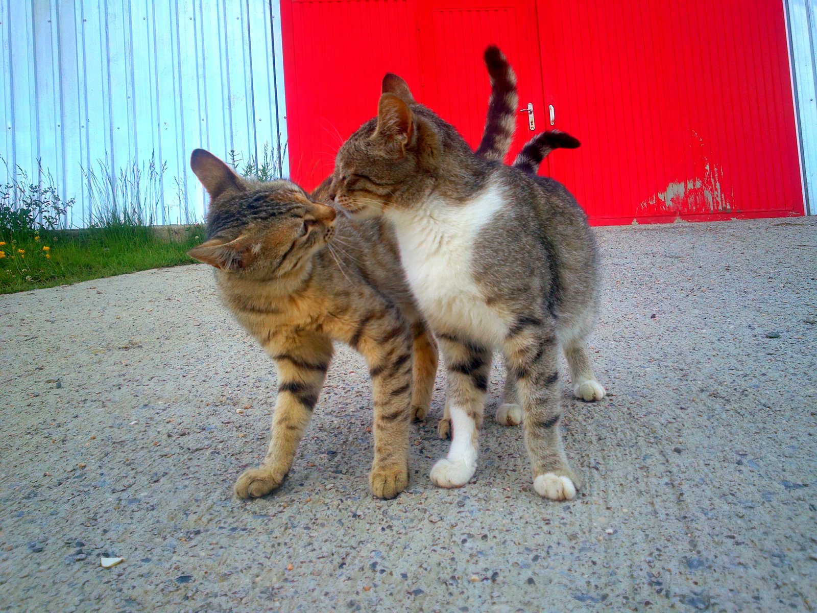 9 Times Your Cat Tested You Before Trusting You
