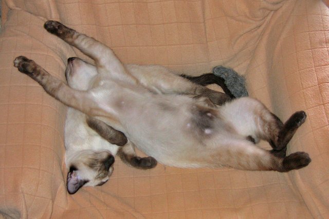 8. Exposing Their Belly—But Only to You (image credits: wikimedia)