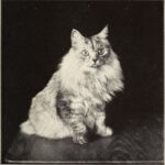 14 Hidden Behaviors That Reveal True Cat Loyalty
