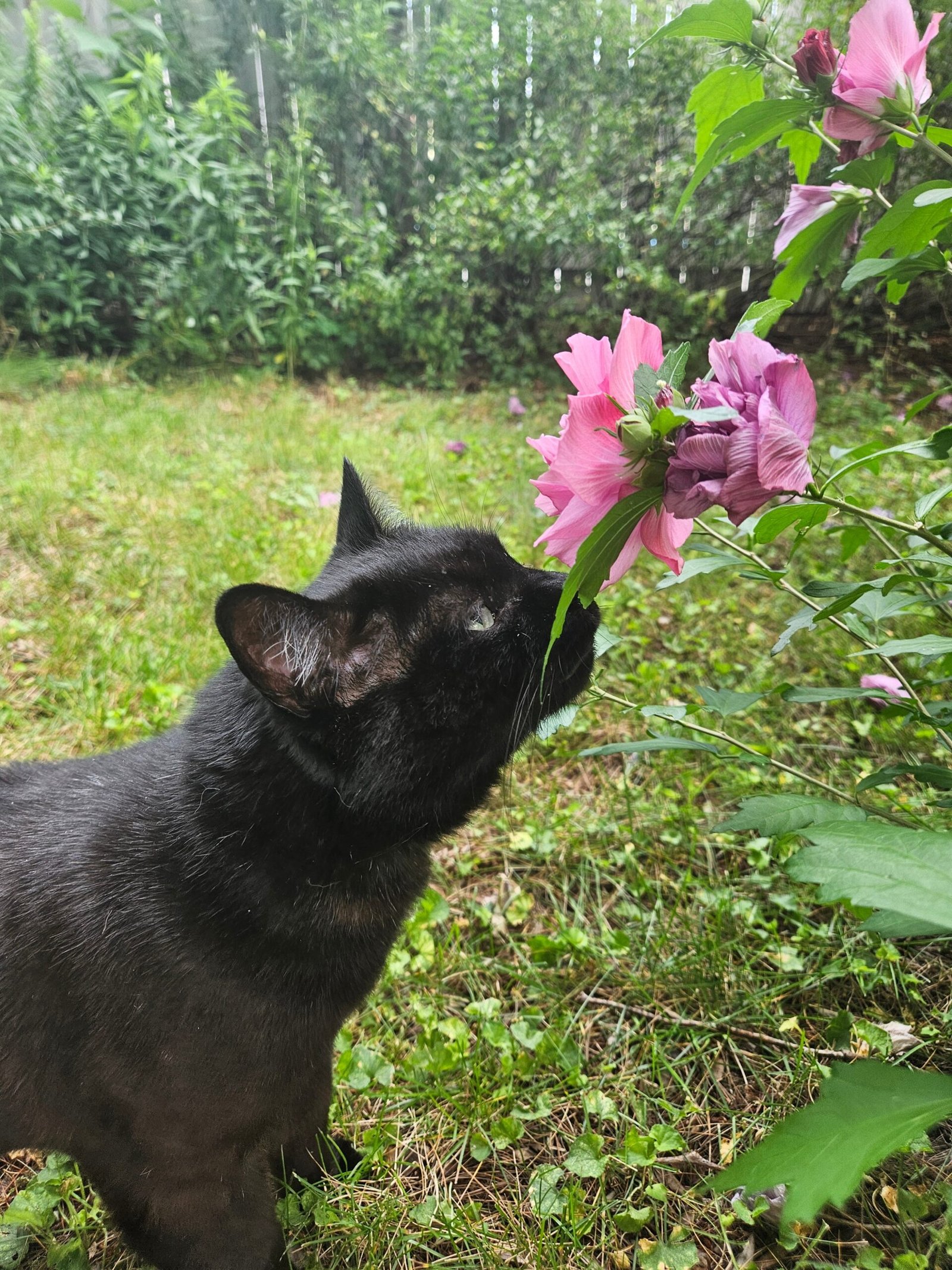 Bringing Home New Scents (image credits: wikimedia)