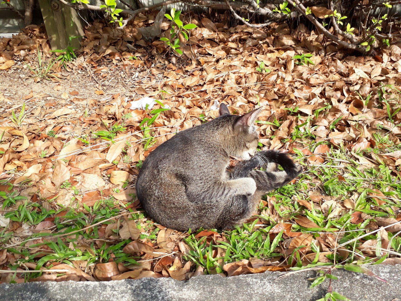 Routine Grooming in Small Steps (image credits: wikimedia)