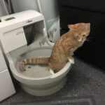 Maintaining a Clean, Calm Litter Box Area