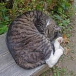 10 Surprising Ways Daily Routines Strengthen Cat Trust