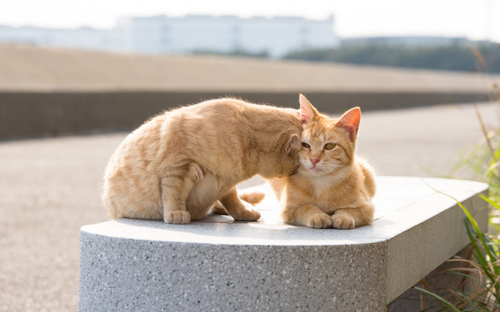 Head Butts and Rubbing: Marking You as Their Own (image credits: wikimedia)