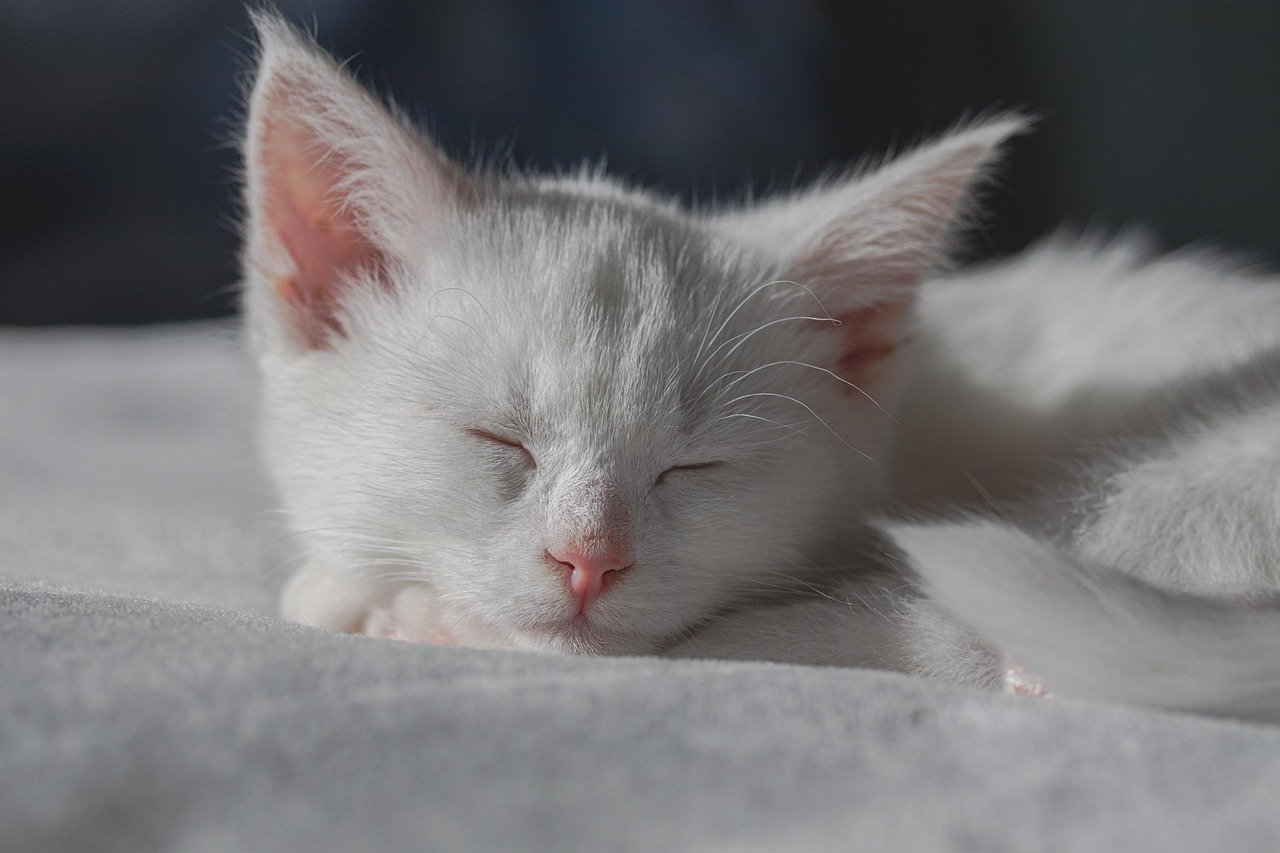 Subtle Vocalizations: Soft Meows and Chirps (image credits: pixabay)