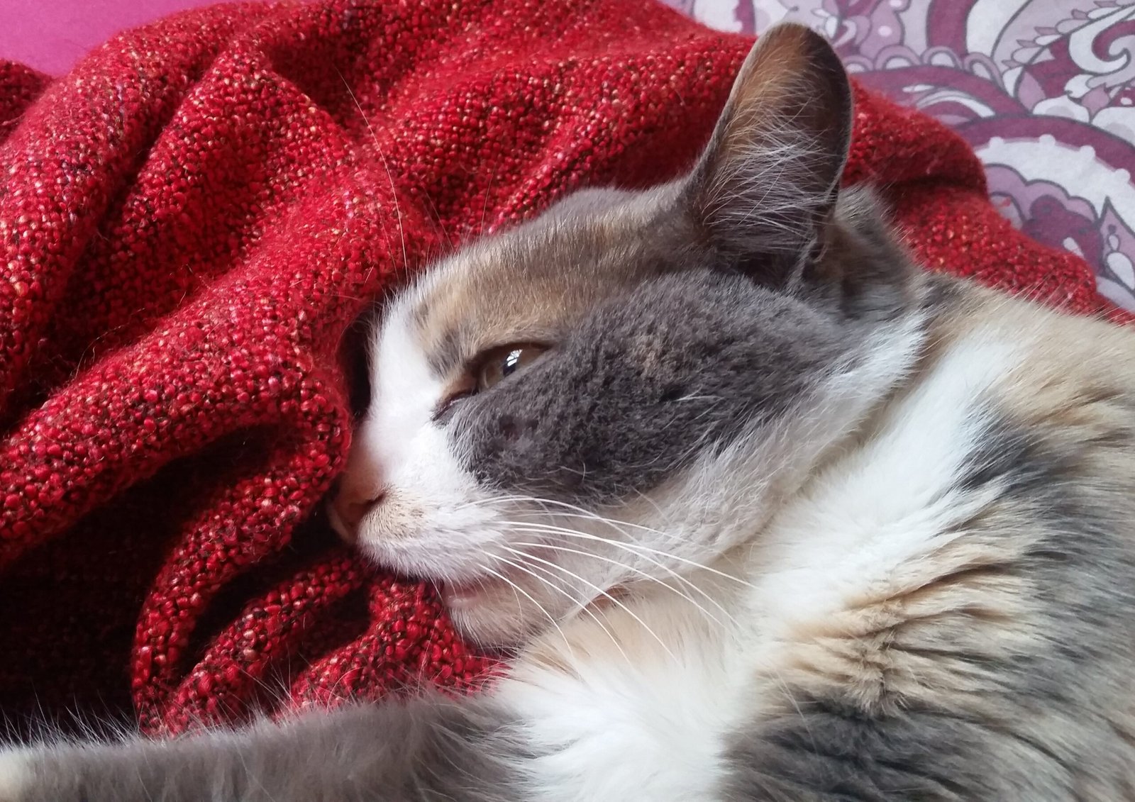 Kneading: The Blanket Massage (image credits: wikimedia)