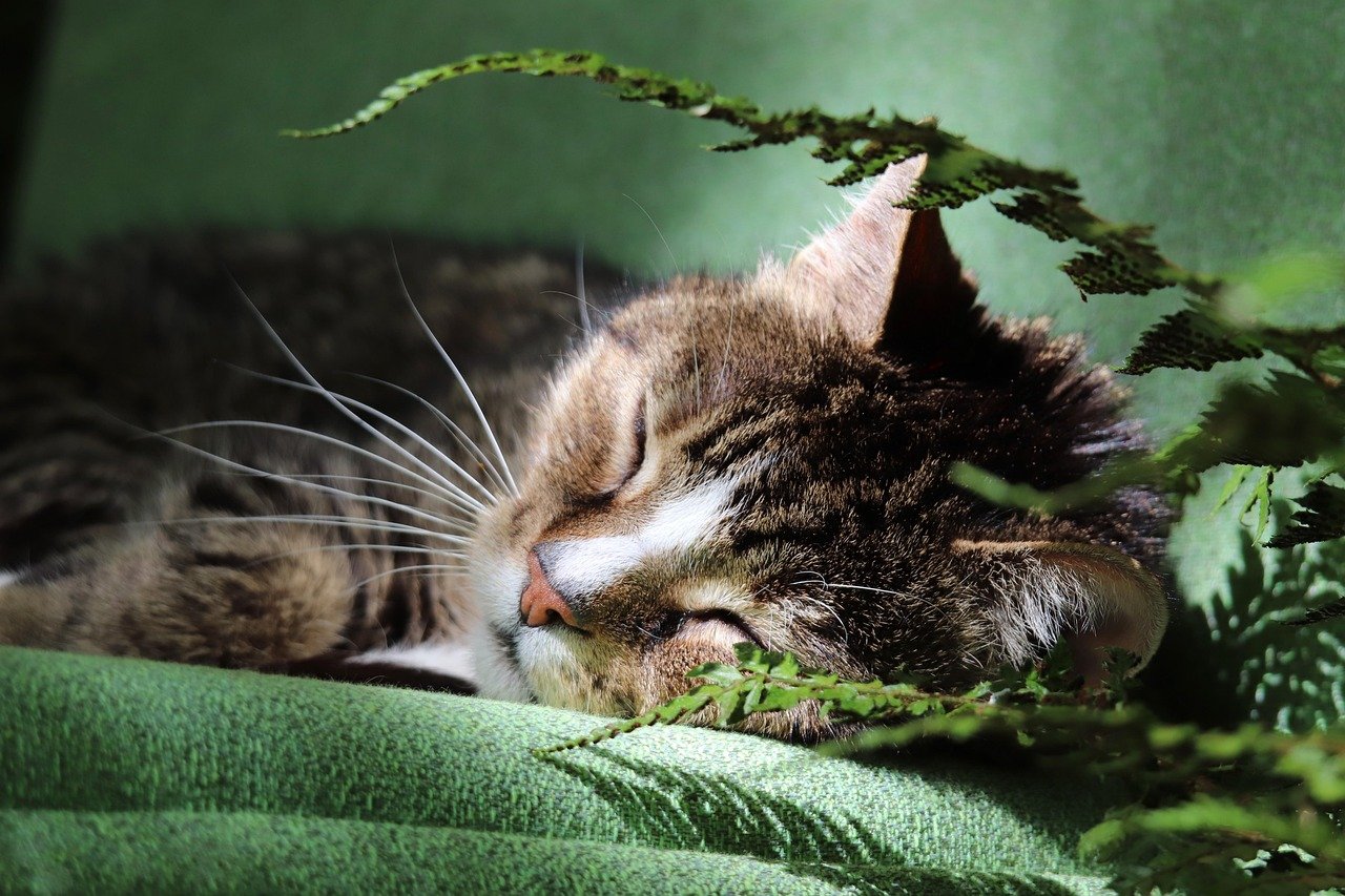 Watching You Sleep (image credits: pixabay)