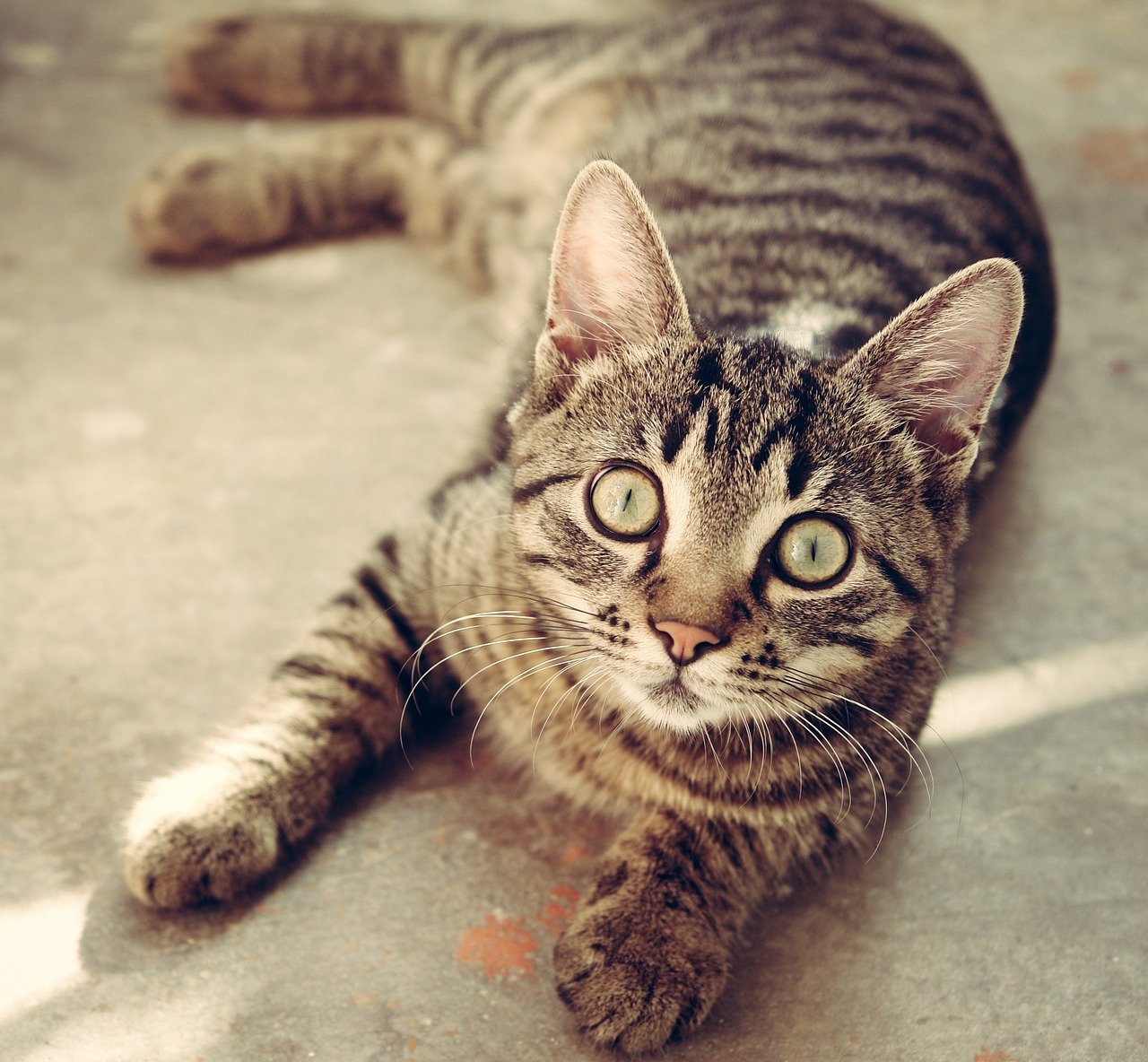 Sudden Alertness Around Strangers (image credits: pixabay)
