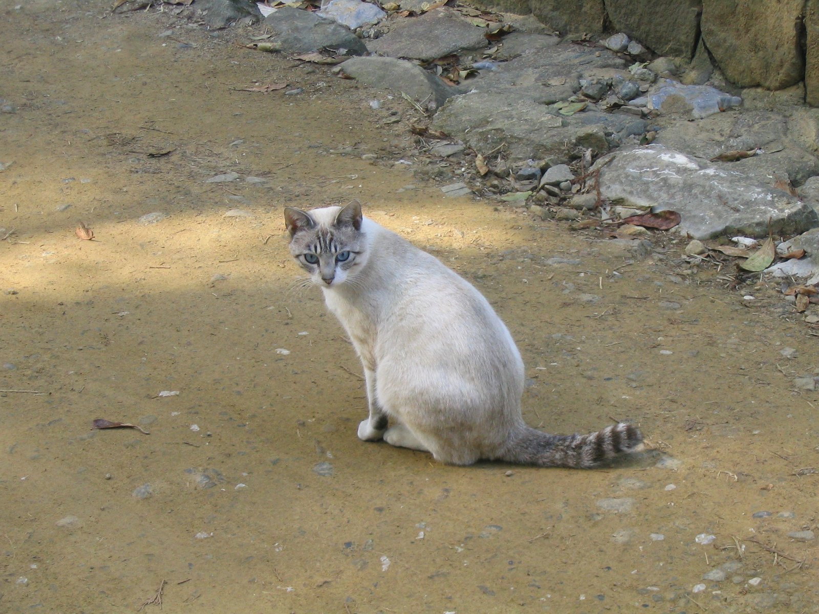 12. Flashing Their Tail in the Air: The Banner of Friendship (image credits: wikimedia)