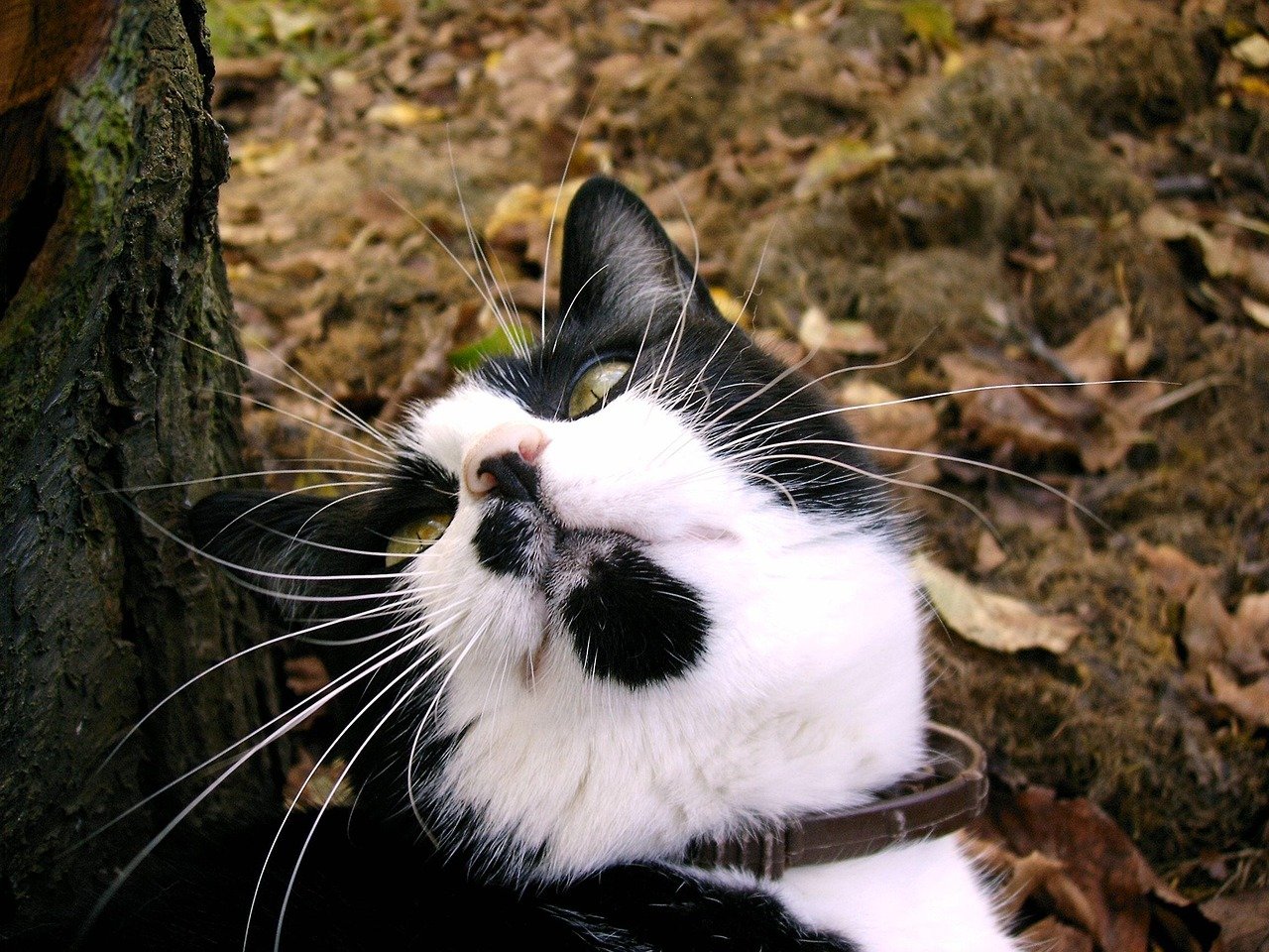 Chin Rubbing on Your Belongings (image credits: pixabay)