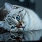 Do Cats Use Touch or Energy to Build Bonds?