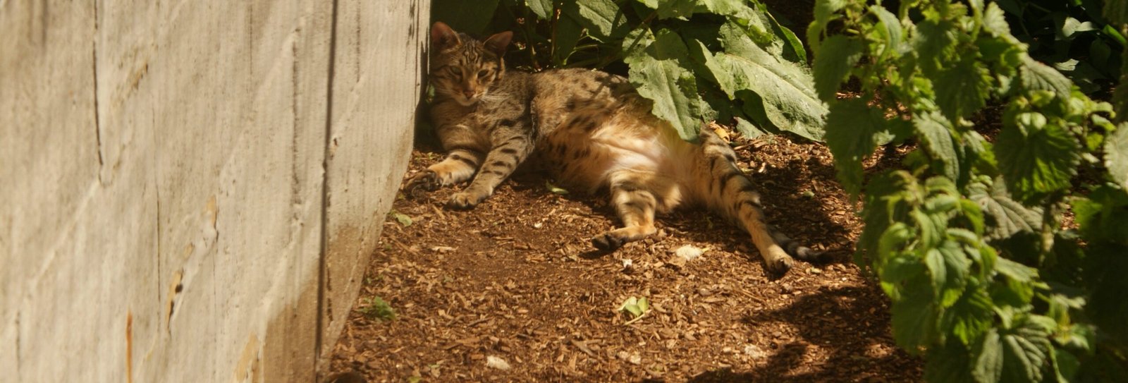 Building Emotional Trust with Your Cat (image credits: wikimedia)