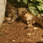 How to Recognize Emotional Patterns in Your Cat