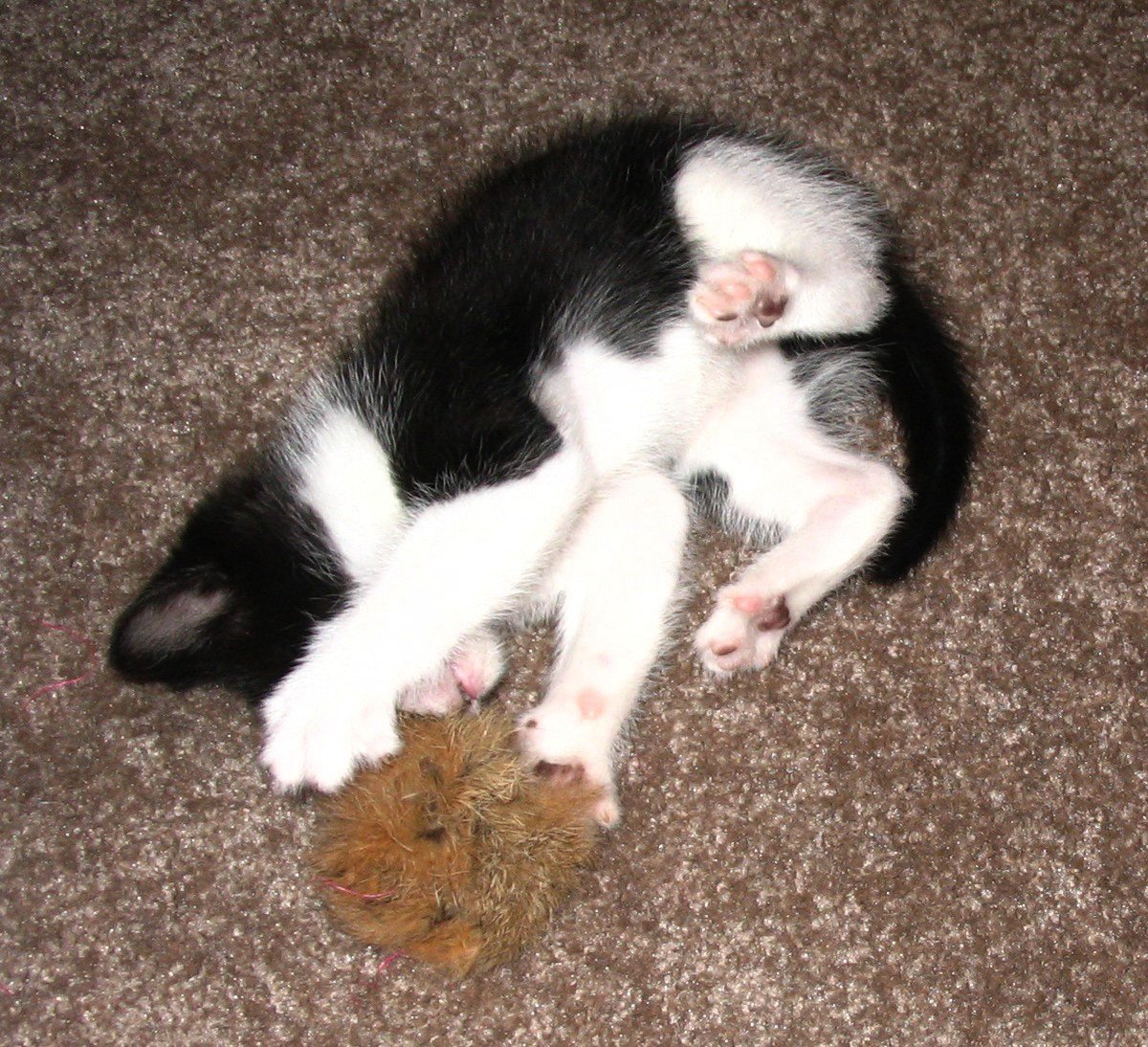 Playfully Ambushing Your Feet (image credits: wikimedia)