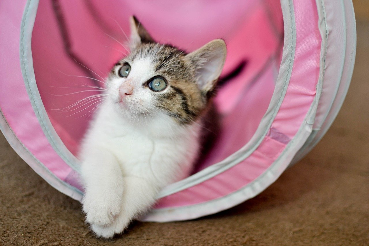 Claiming Favorite Spots and Objects (image credits: pixabay)