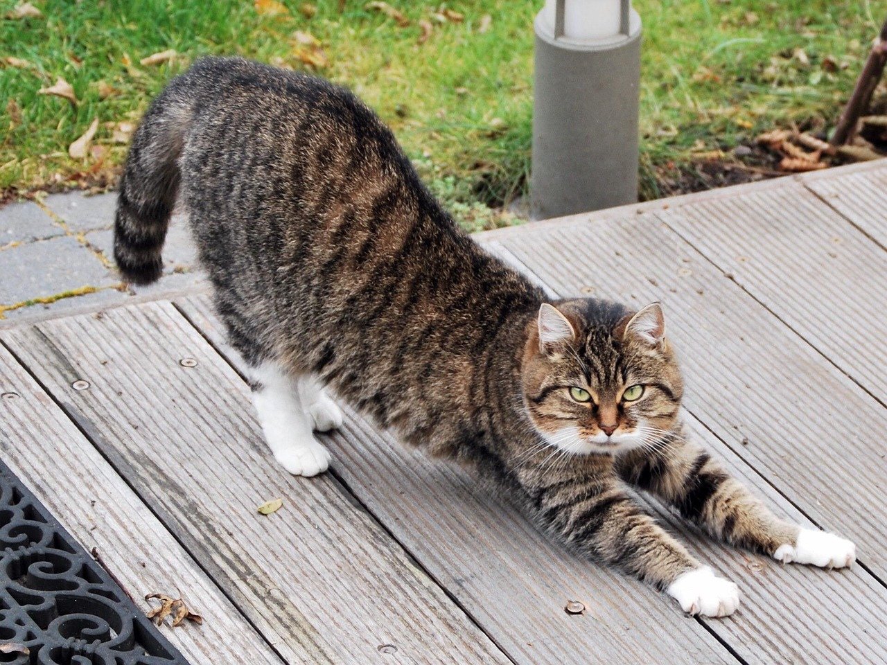 Stretching Out Full Length (image credits: pixabay)