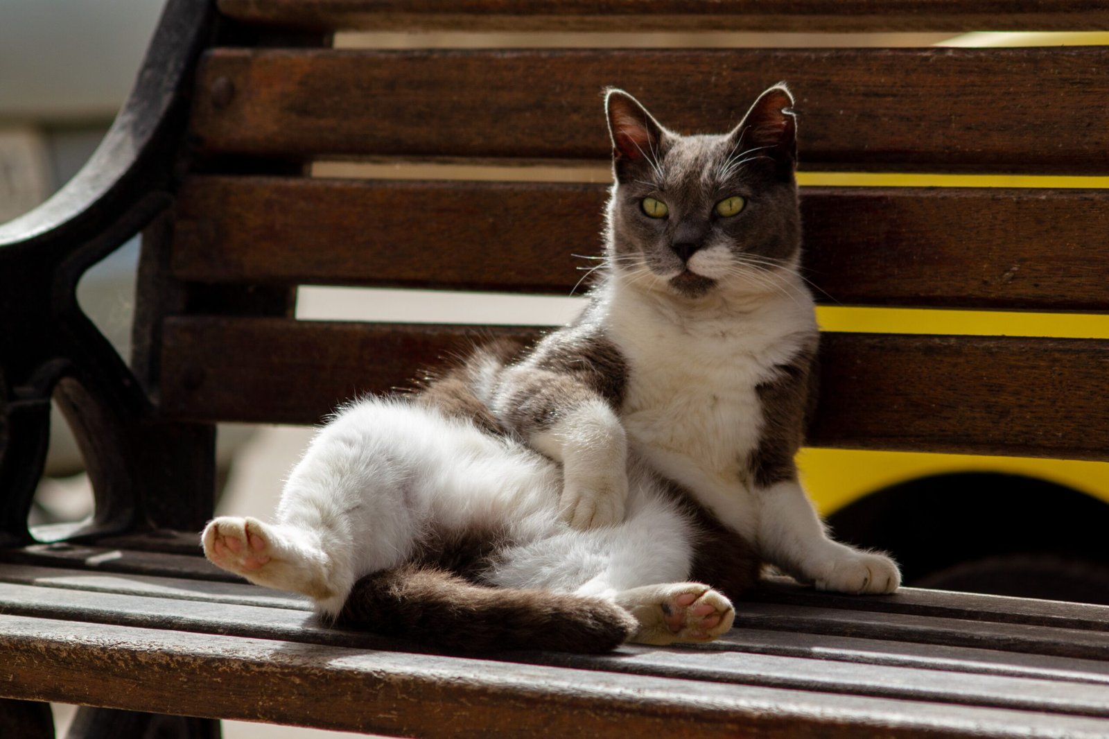 Ignoring You (in the Best Way) (image credits: wikimedia)