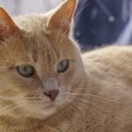 10 Things Your Cat Only Does When They Feel Completely at Home