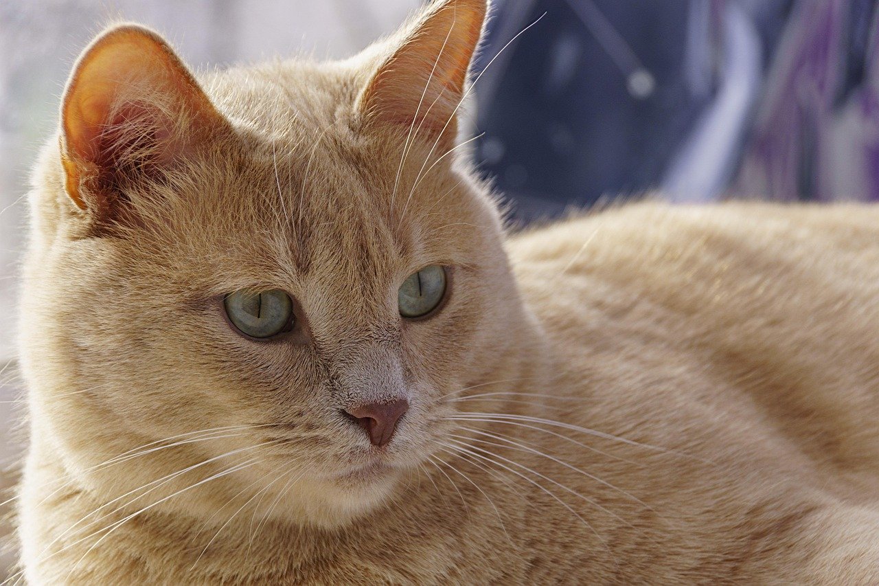 10 Things Your Cat Only Does When They Feel Completely at Home