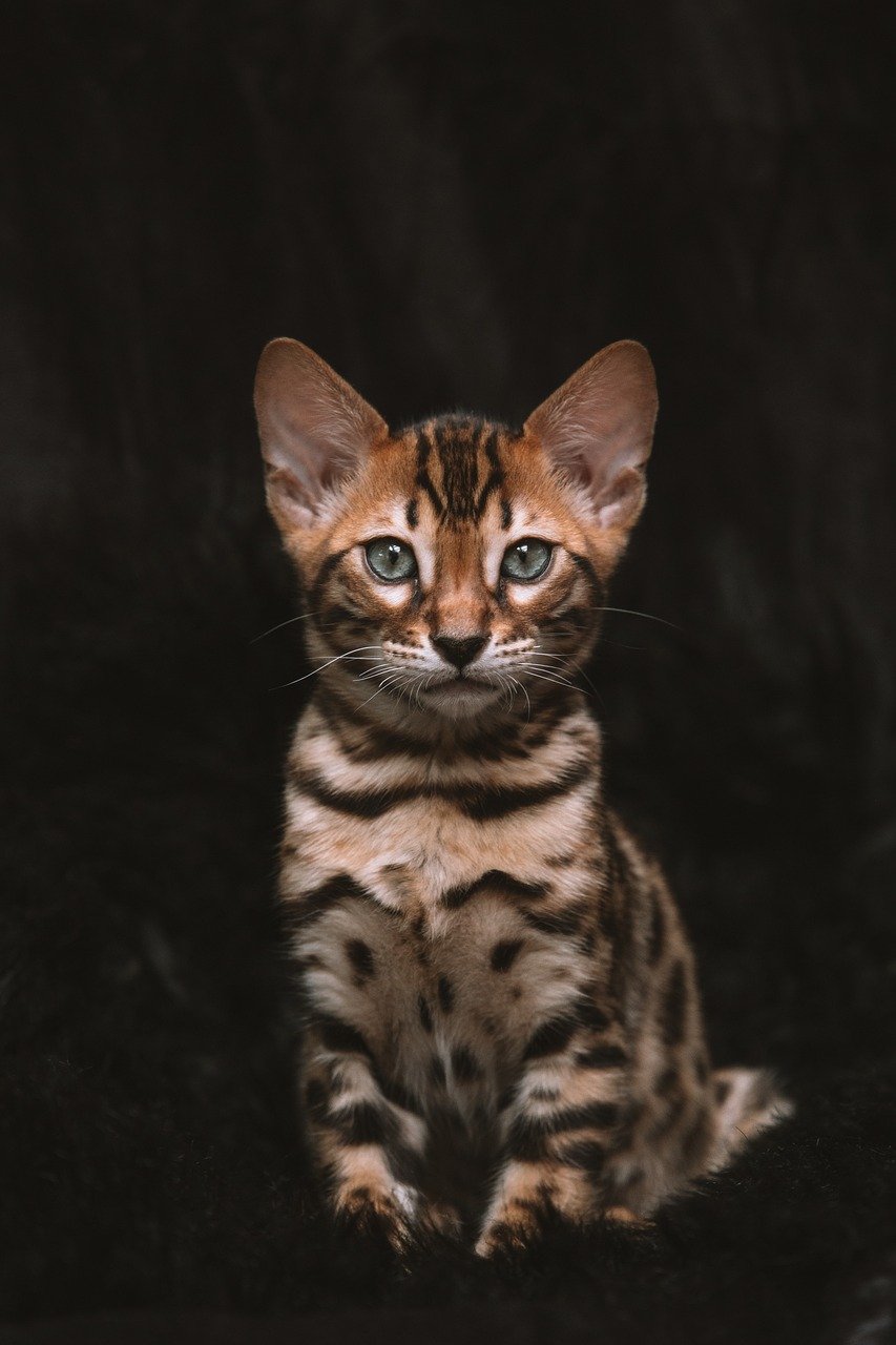 Bombay: The Mini Panther With a Heart of Gold (image credits: pixabay)