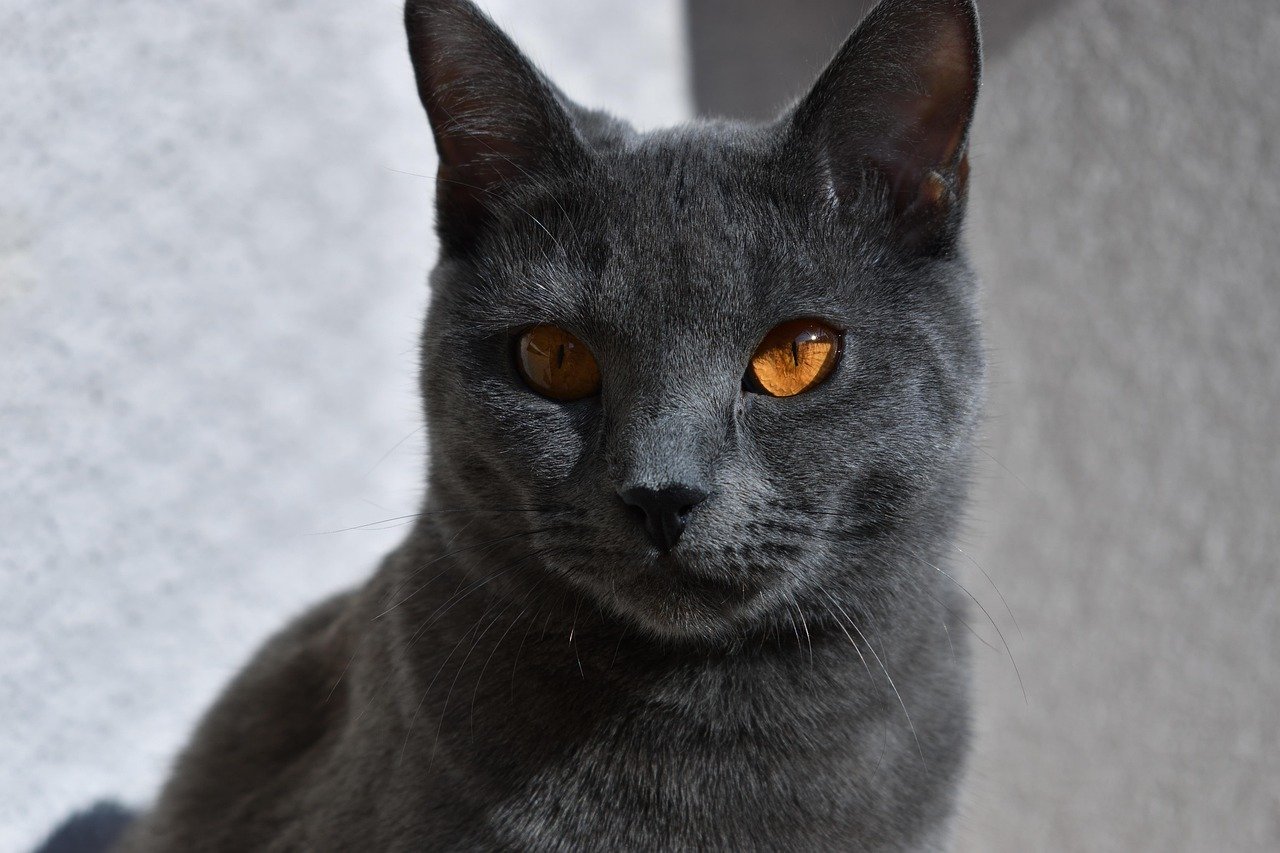 Chartreux: The Silent Sentinel (image credits: pixabay)