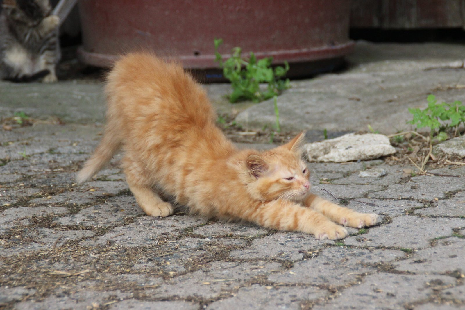 Why Kittens and Older Cats Stretch Differently (image credits: wikimedia)