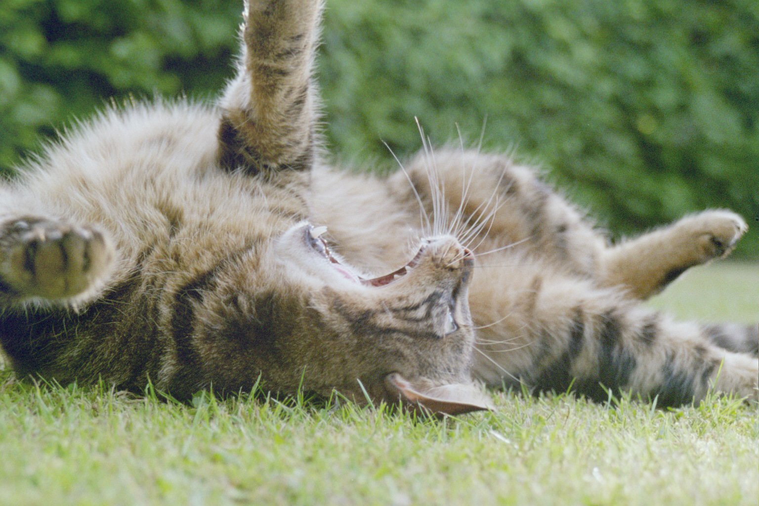 Making the Most of Your Cat’s Unique Greeting (image credits: wikimedia)