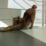 Why Your Cat Greets You With a Stretch Instead of a Meow
