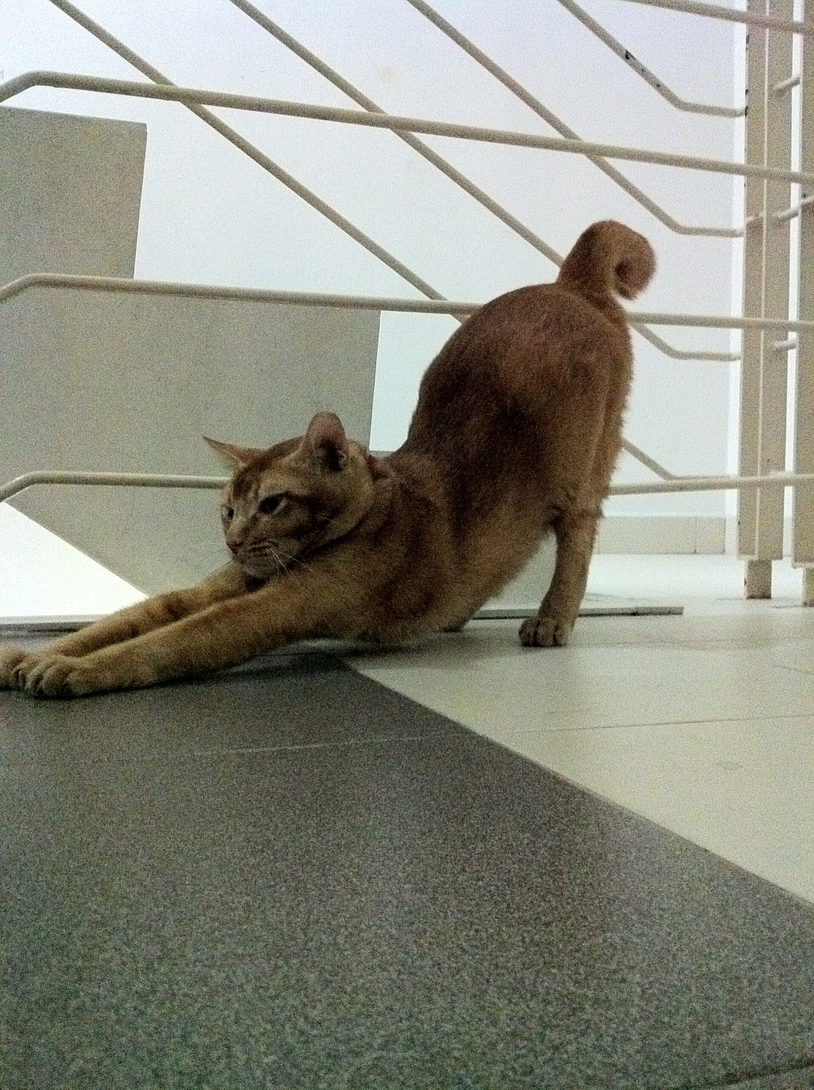 Why Your Cat Greets You With a Stretch Instead of a Meow