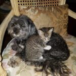 10 Signs Your Cat Has Emotionally Imprinted on You