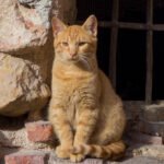 What It Means When a Cat Grooms Right After Seeing You