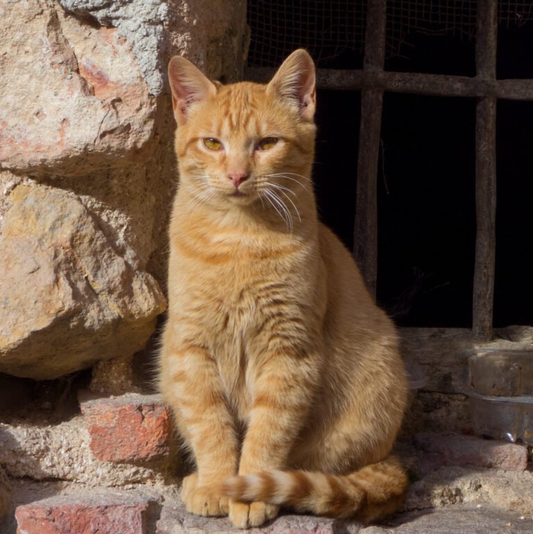What It Means When a Cat Grooms Right After Seeing You