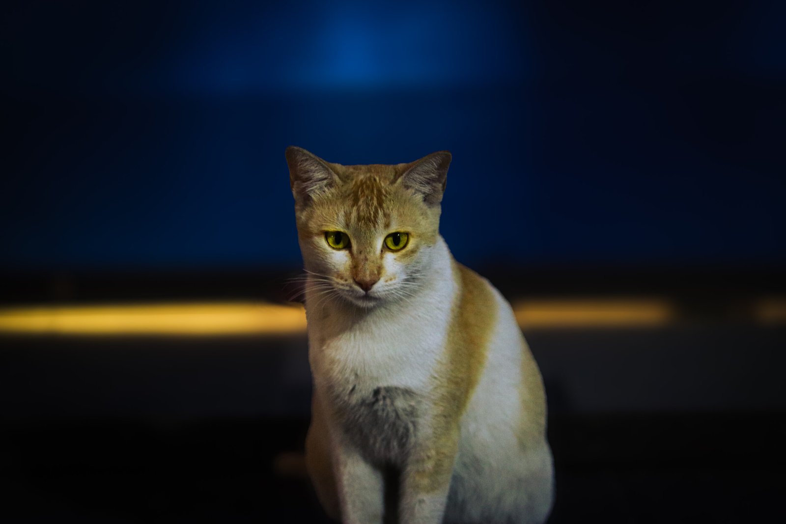 The Impact of Environment on Cat Emotions (image credits: wikimedia)