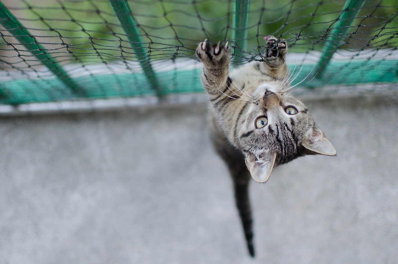 Designing Safe Spaces for Cats (image credits: pixabay)