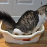 How to Create a Home Environment That Supports Cat Bonding