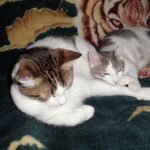 Do Cats Form Attachments the Same Way Children Do?