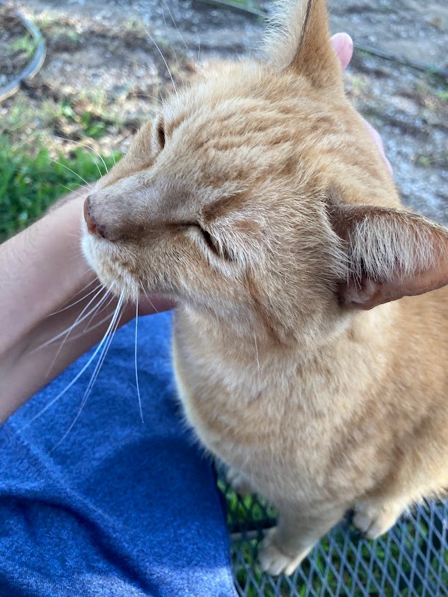 You Offer Gentle Affection (image credits: wikimedia)