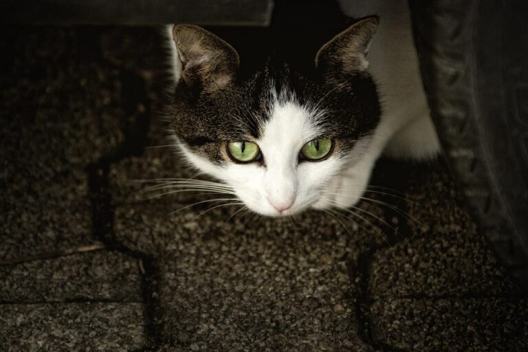 10 Surprising Reasons Your Cat Chooses You Over Everyone Else