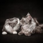 Could Senior Cats Actually Be More Emotionally Affectionate?