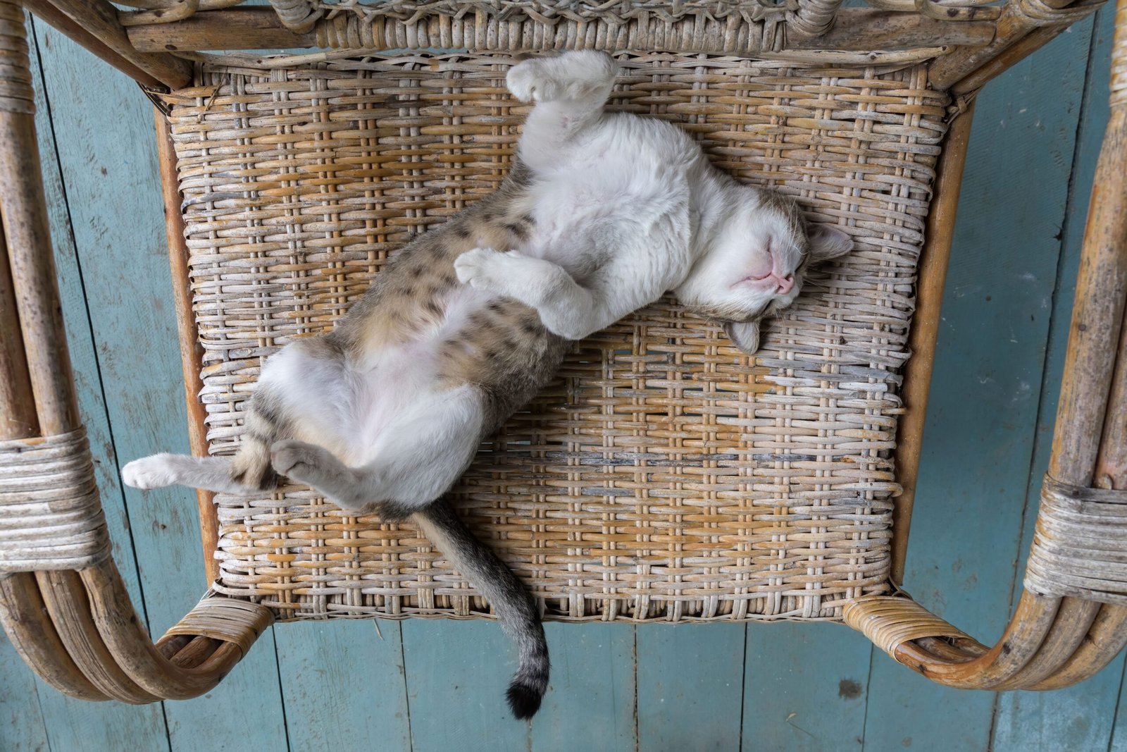 The Cozy Recliner: The Comfort Seeker (image credits: wikimedia)