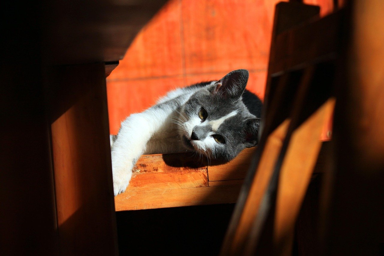 The Sun-Drenched Chair: The Optimistic Soul (image credits: pixabay)
